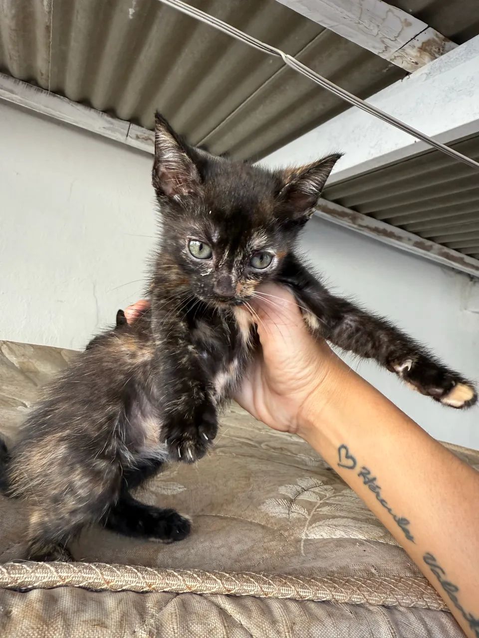 Doação responsável de gatos  - Foto 2