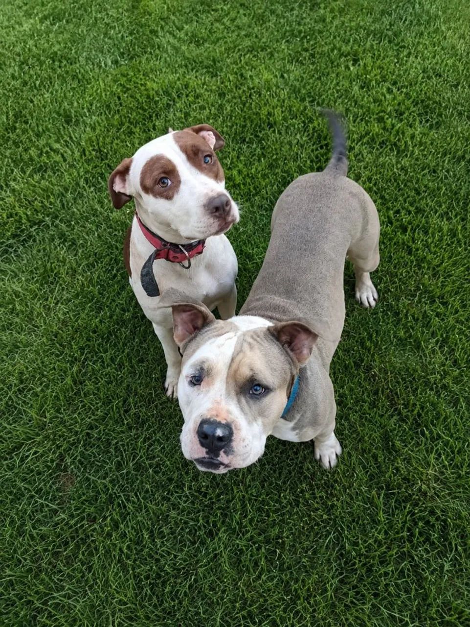 American Bully com Pitt Bull  - Foto 3