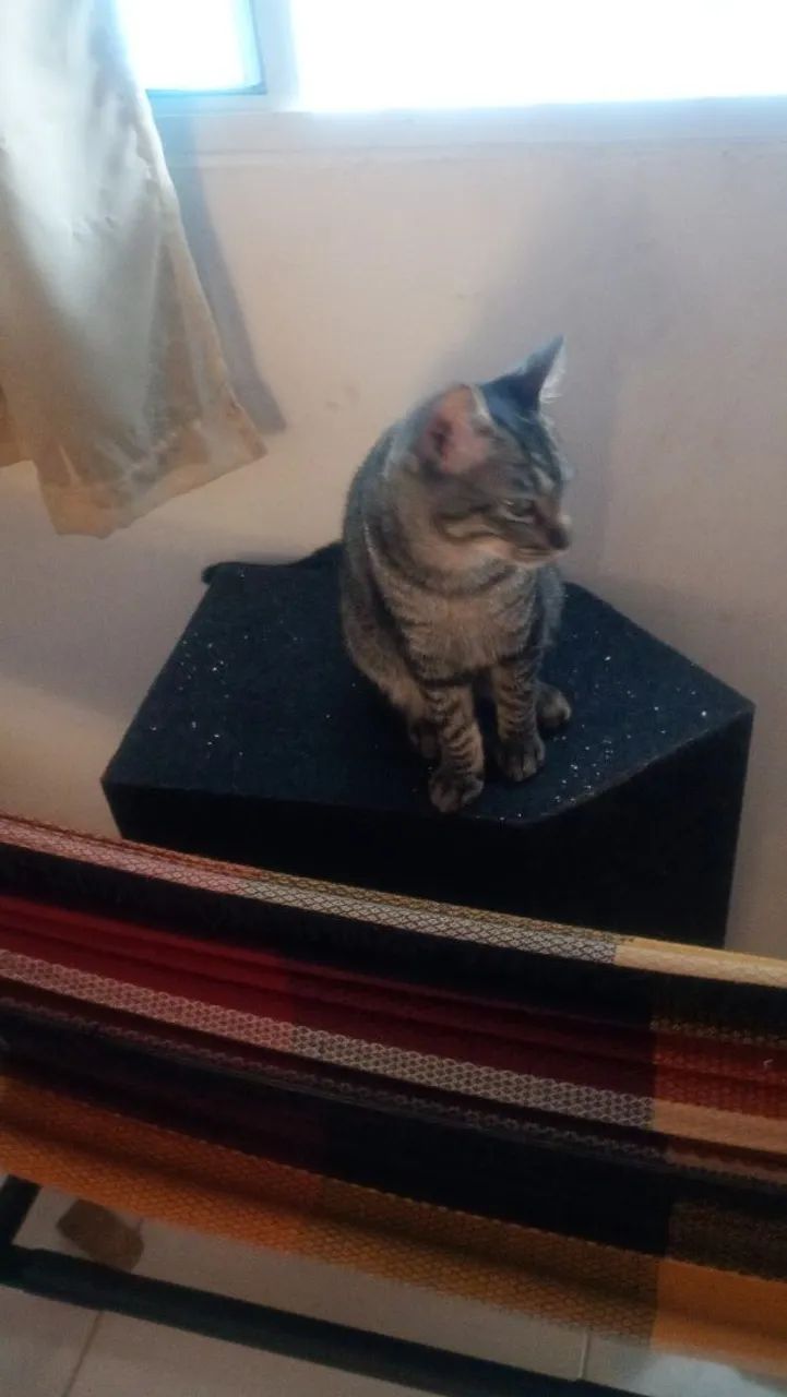 Doa-se gatinho lindo - Foto 3