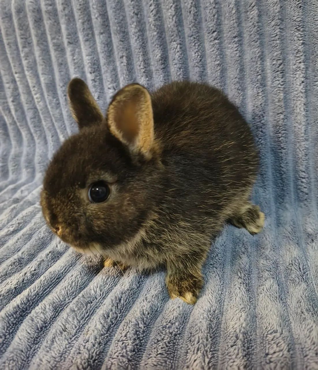 Mini coelho  - Foto 4