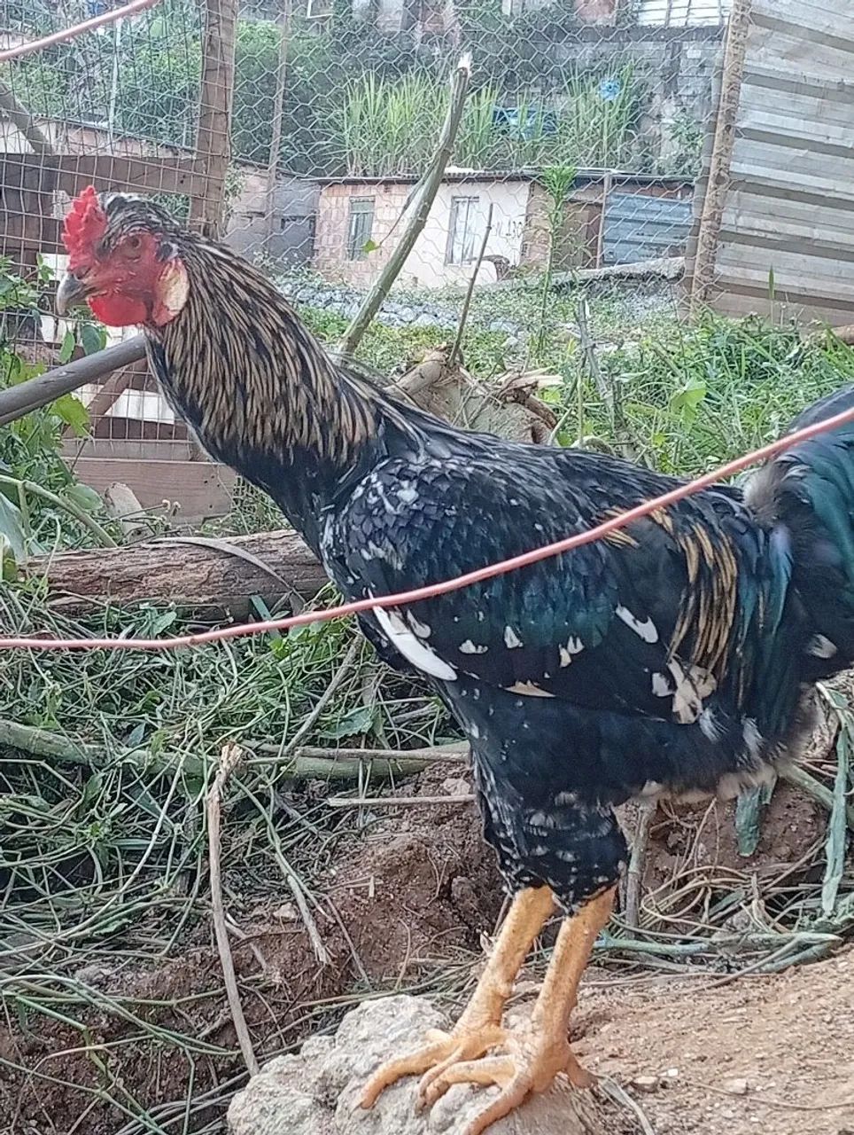 frango indio gigante com gsb  - Foto 5