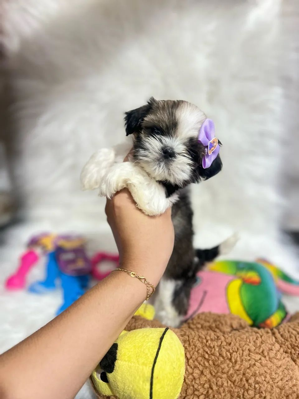 Cachorros - Foto 2