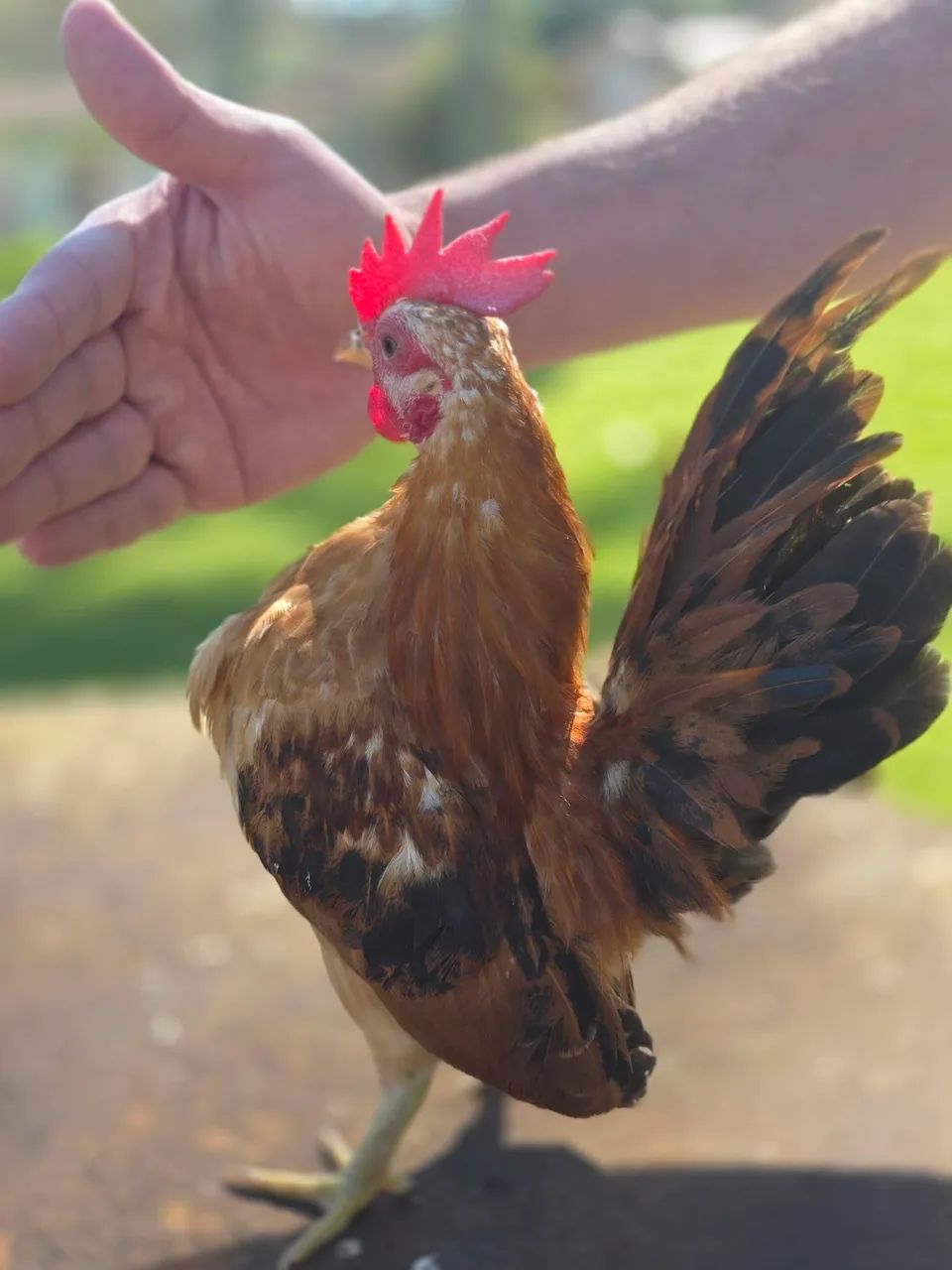 Galo Serama Para Vender, Mansinho - Foto 3