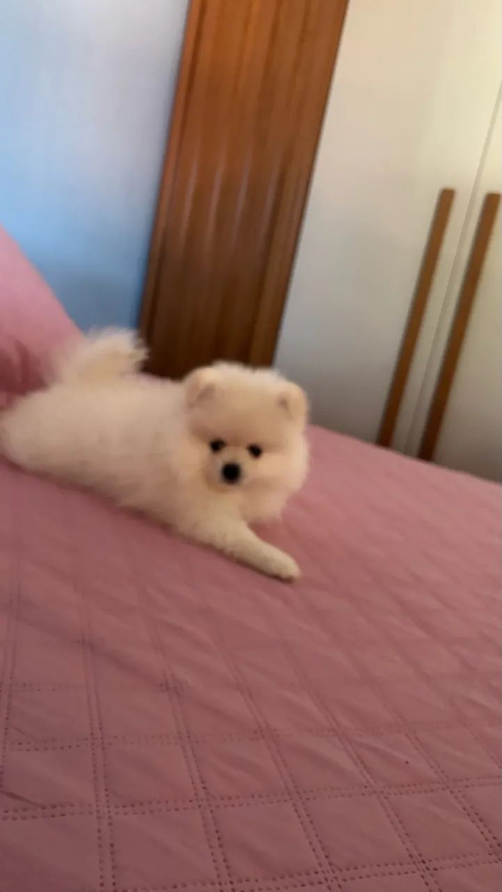 Cachorro  - Foto 4