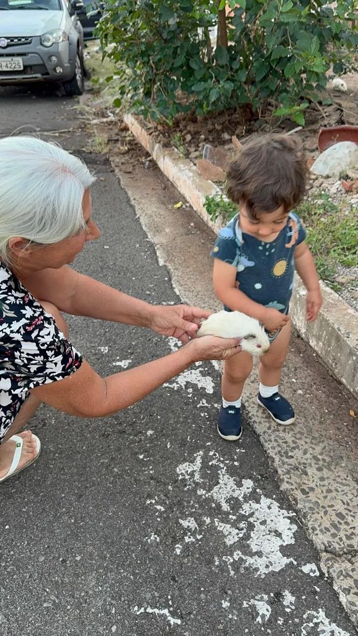 Porquinhos da Índia  - Foto 2