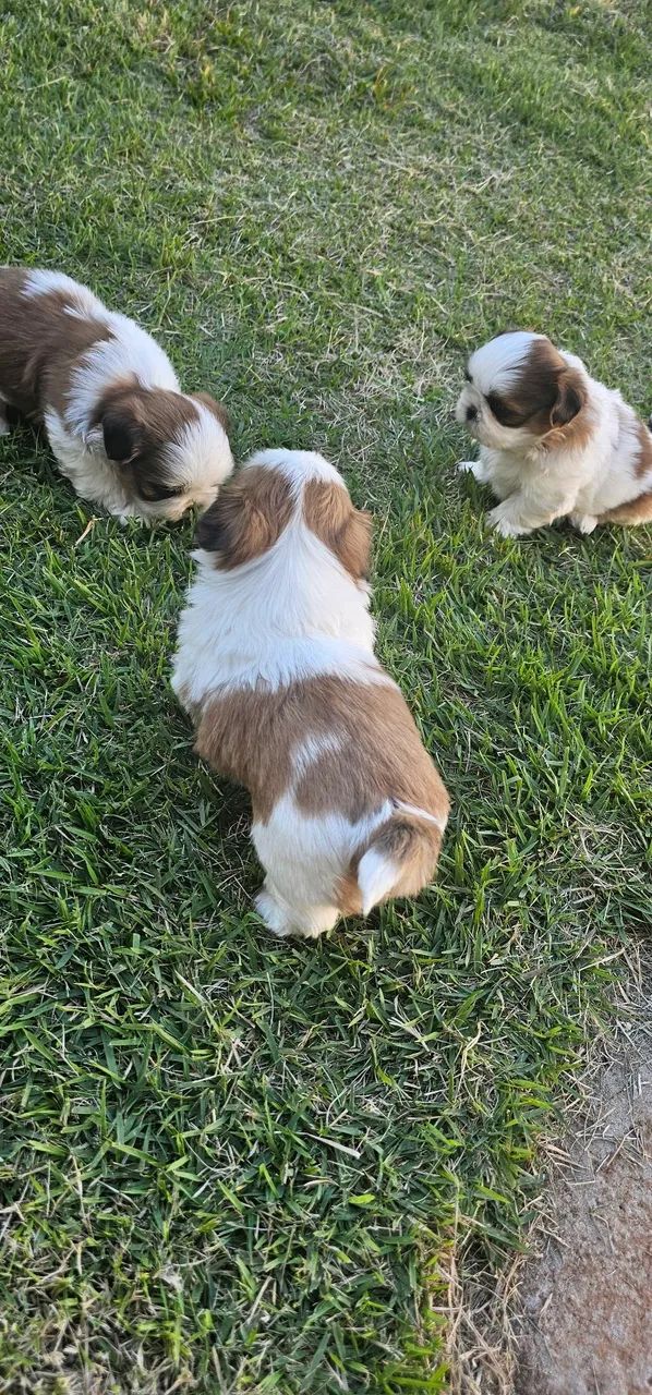 Shih tzu  - Foto 4