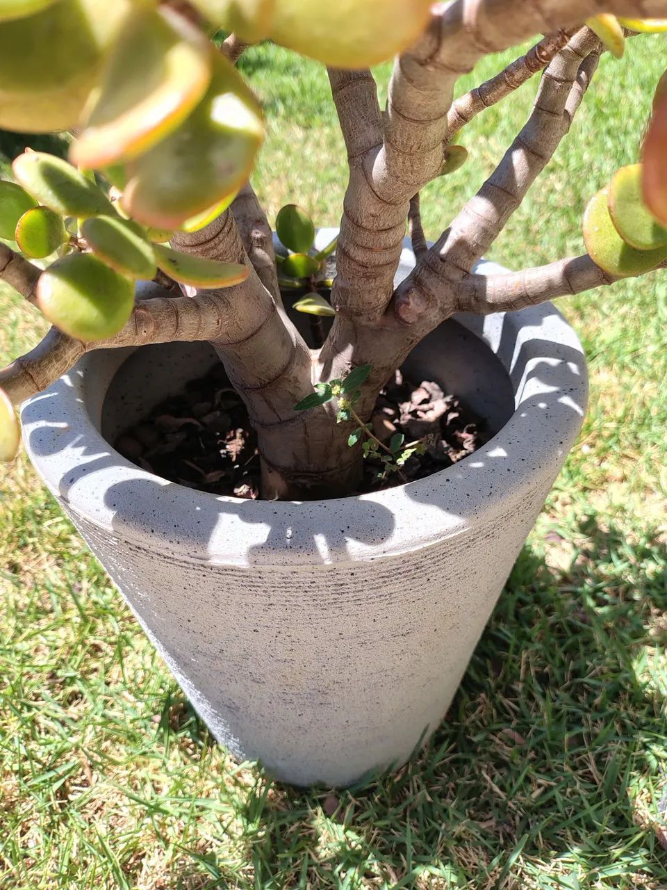 Suculenta Jade  - Foto 5