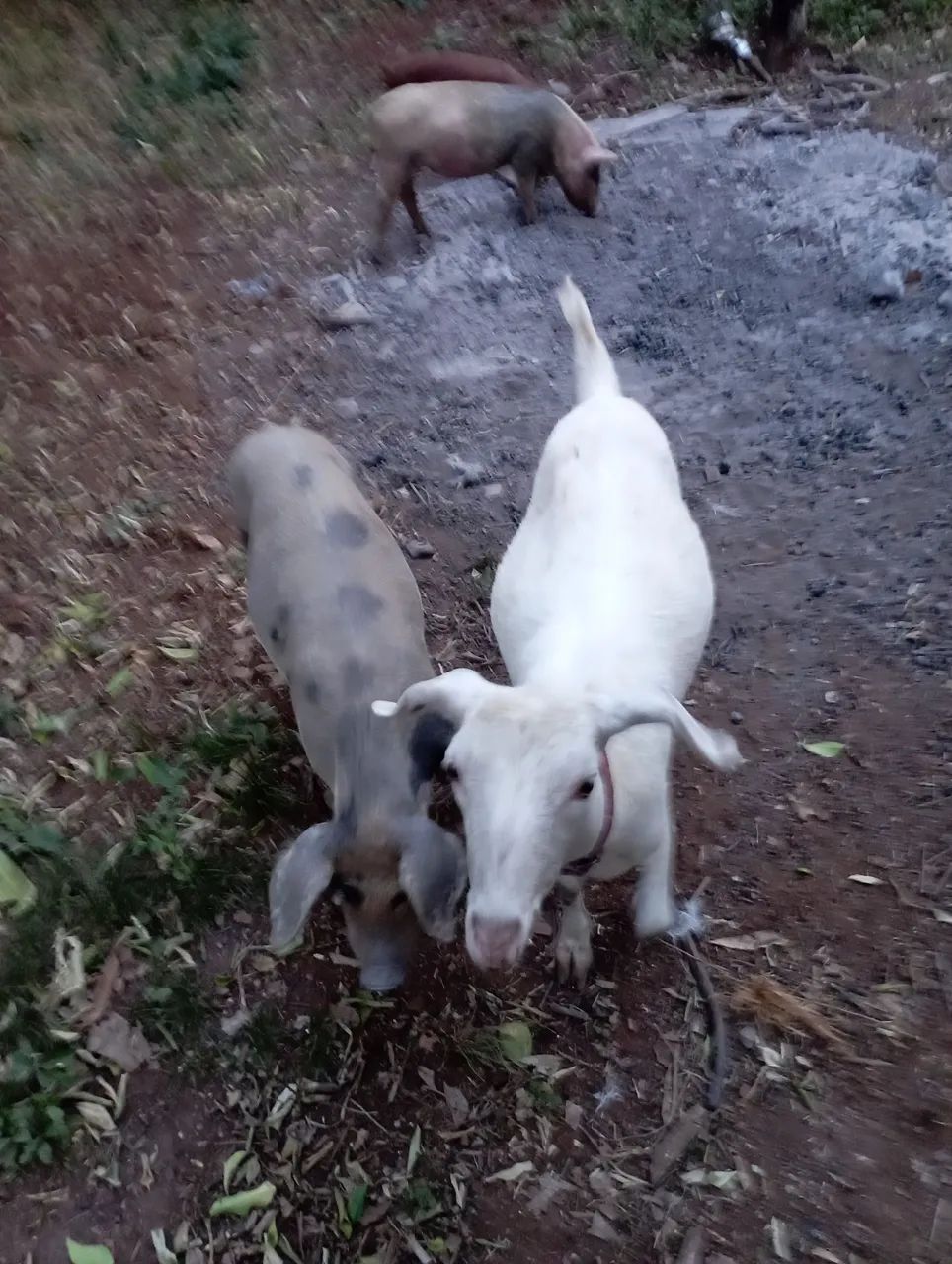 CABRA SAANEN RAÇA SUÍÇA LEITEIRA  - Foto 4