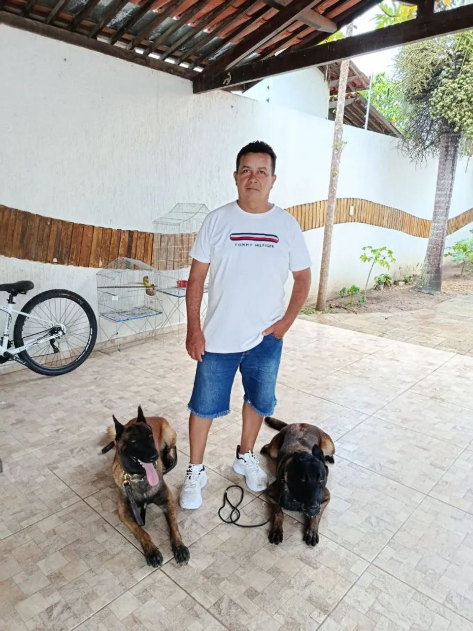 Adestramento de animais de estimação e aluguel de cães de guarda 