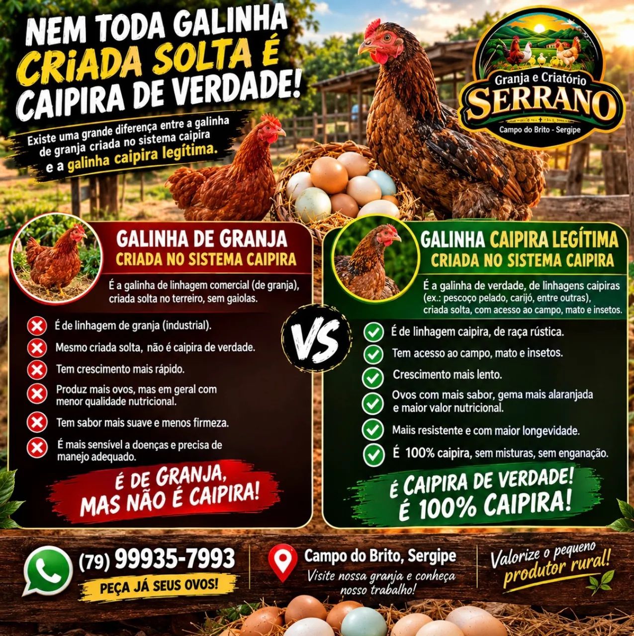 Ovos de capoeira 100% caipira - Foto 3