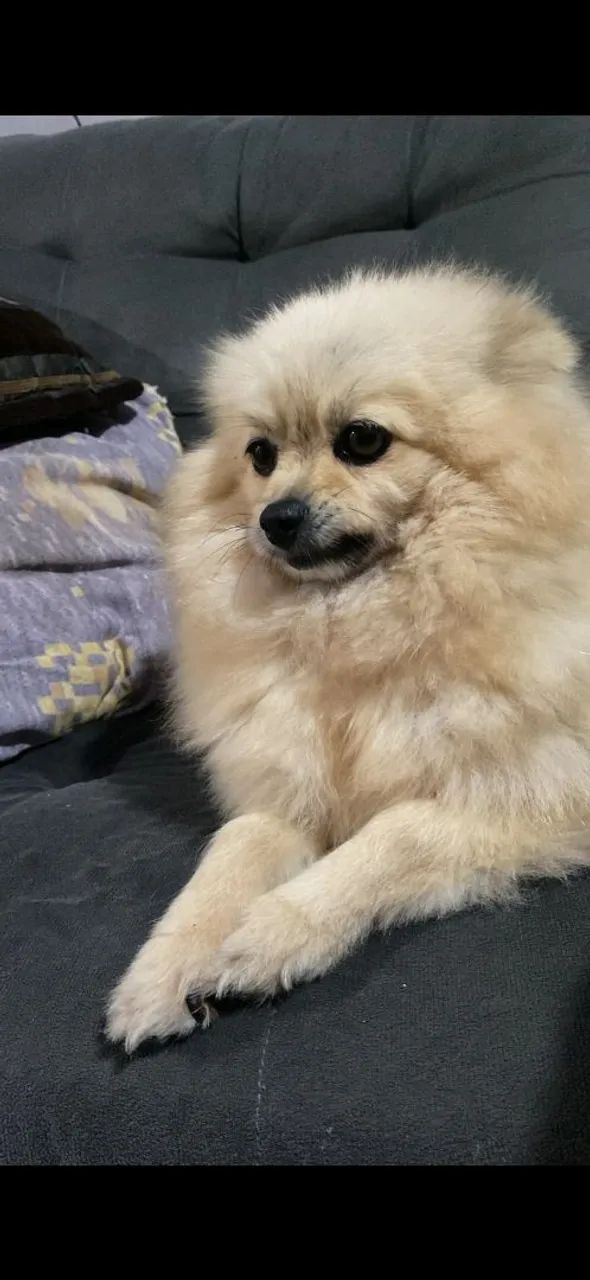 Vendo cachorro 