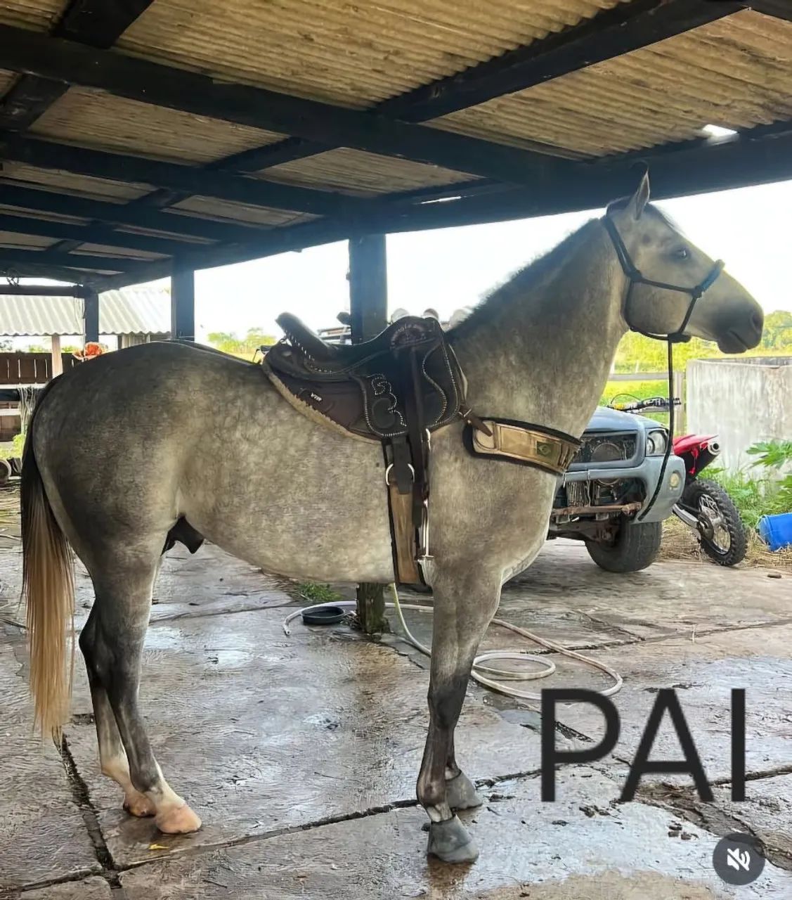 Potro Quarto de milha (Qm) - Foto 6