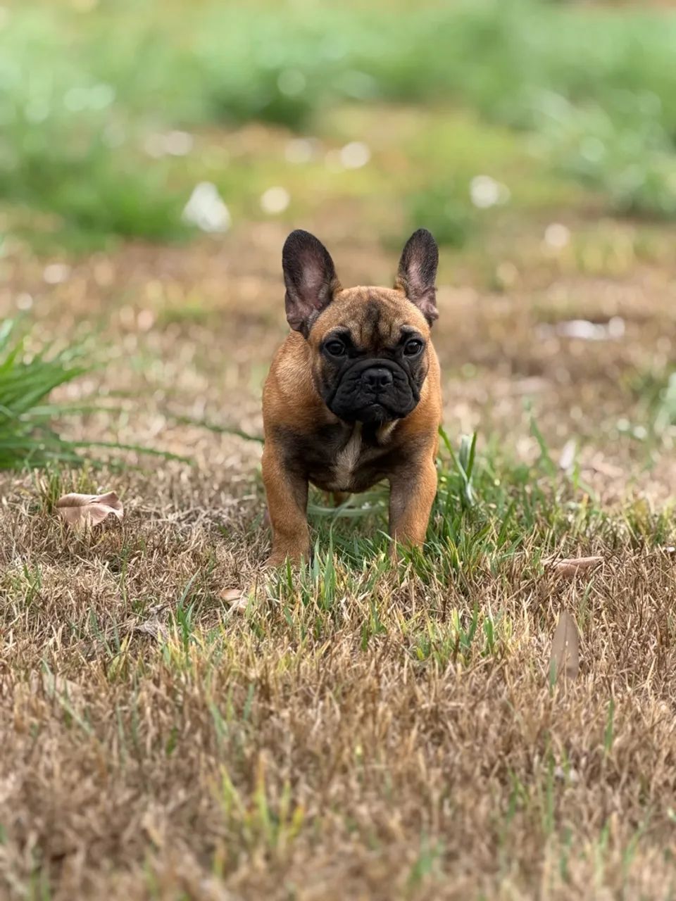  Buldogue Francês micro - Foto 5