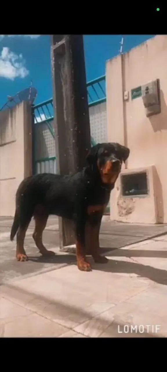 Vendo filhote de rottweiler macho  - Foto 4