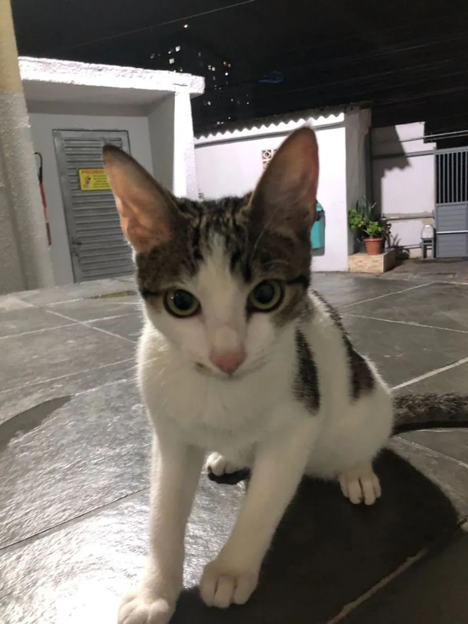 Doação de gato macho 