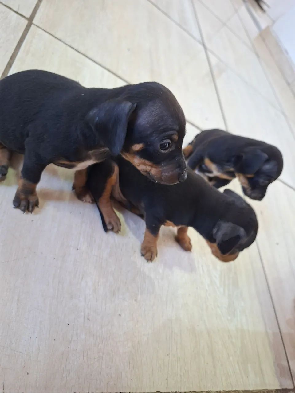 Filhotes de Pinscher  - Foto 4