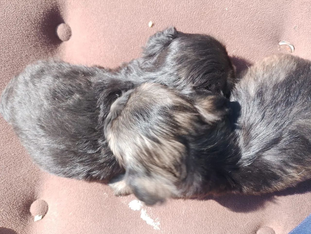Vendo lhasa apso  - Foto 4