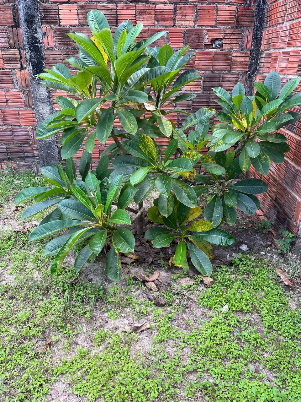 Excelente Terreno no Eusébio!! - Foto 7