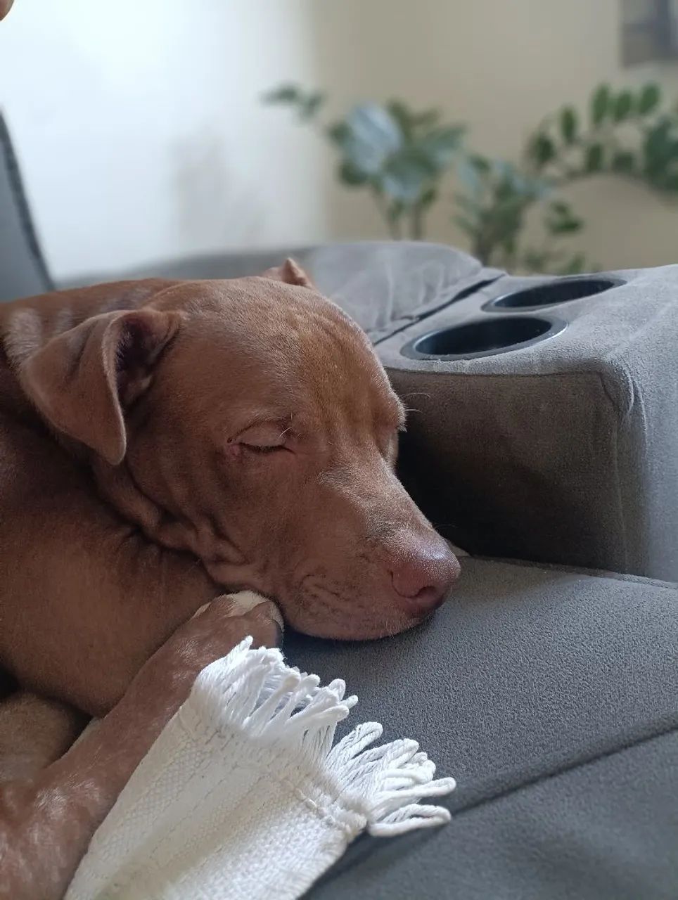 Pet - Foto 3