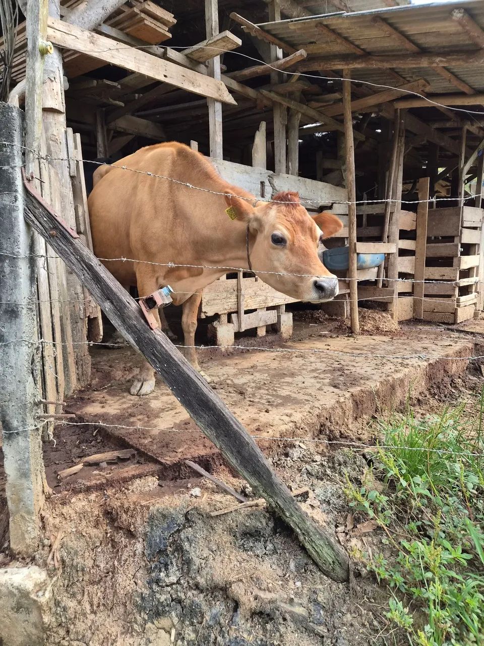Vaca Jersey com cria - Foto 5