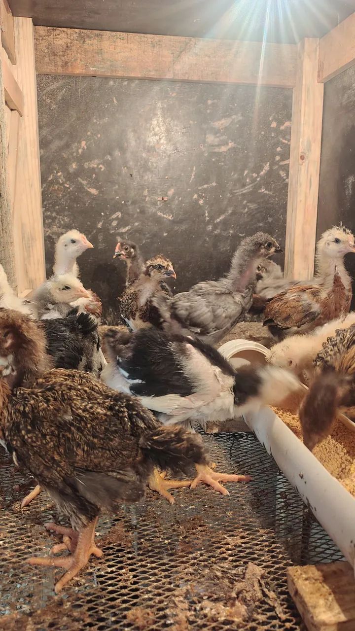 Pintinhos GSB  - Foto 5