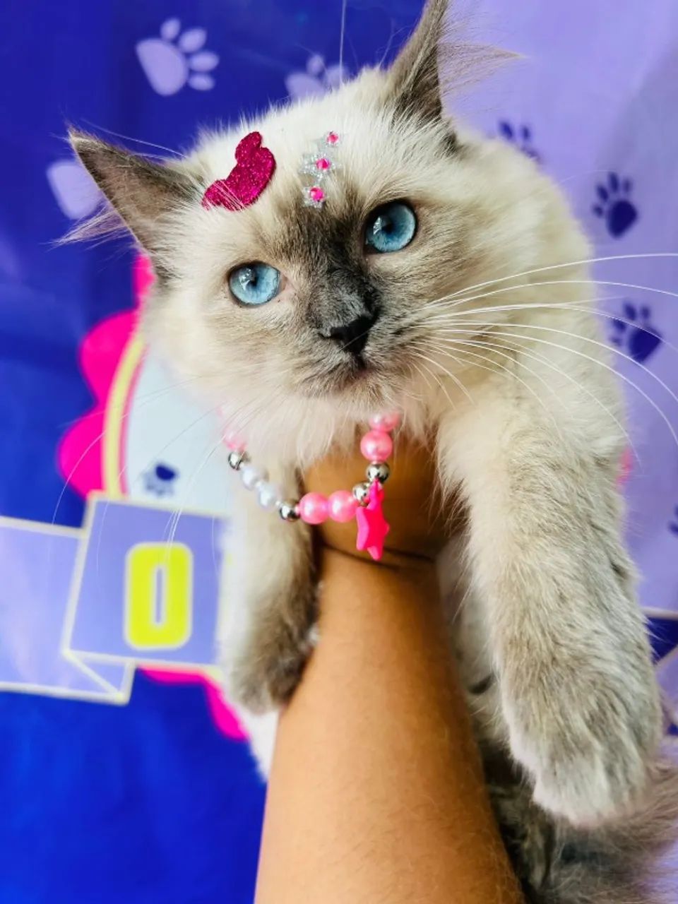 Ragdoll - Foto 4