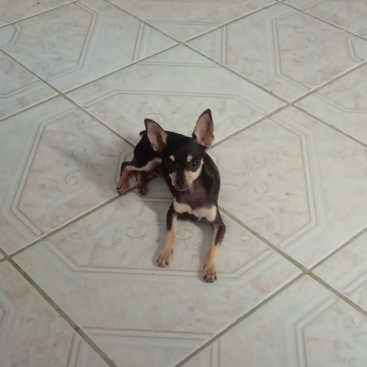 Pinscher feminha 