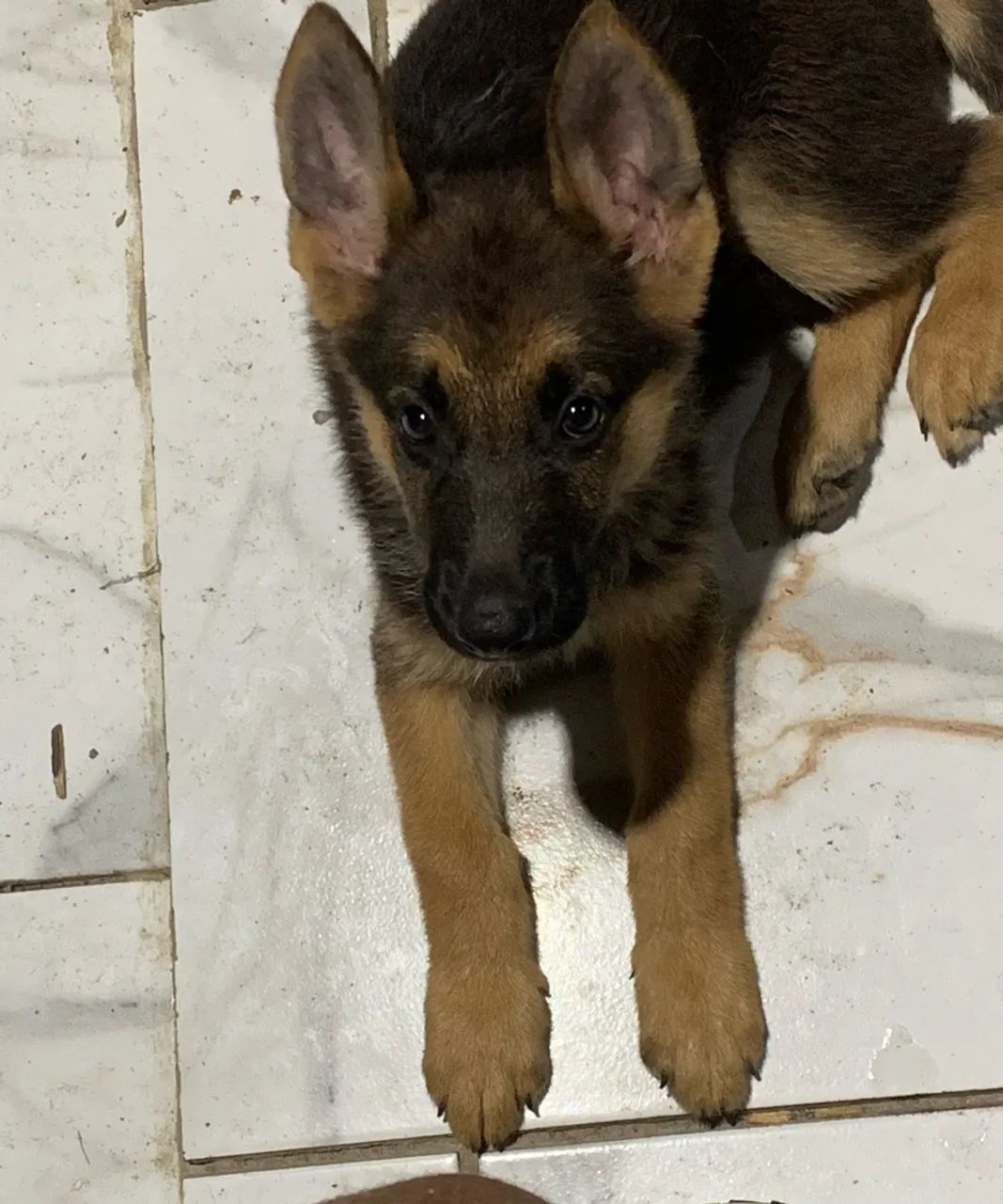 Cachorro - Foto 4