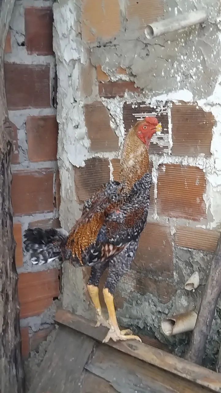 Vende-se um frango índio gigante - Foto 2