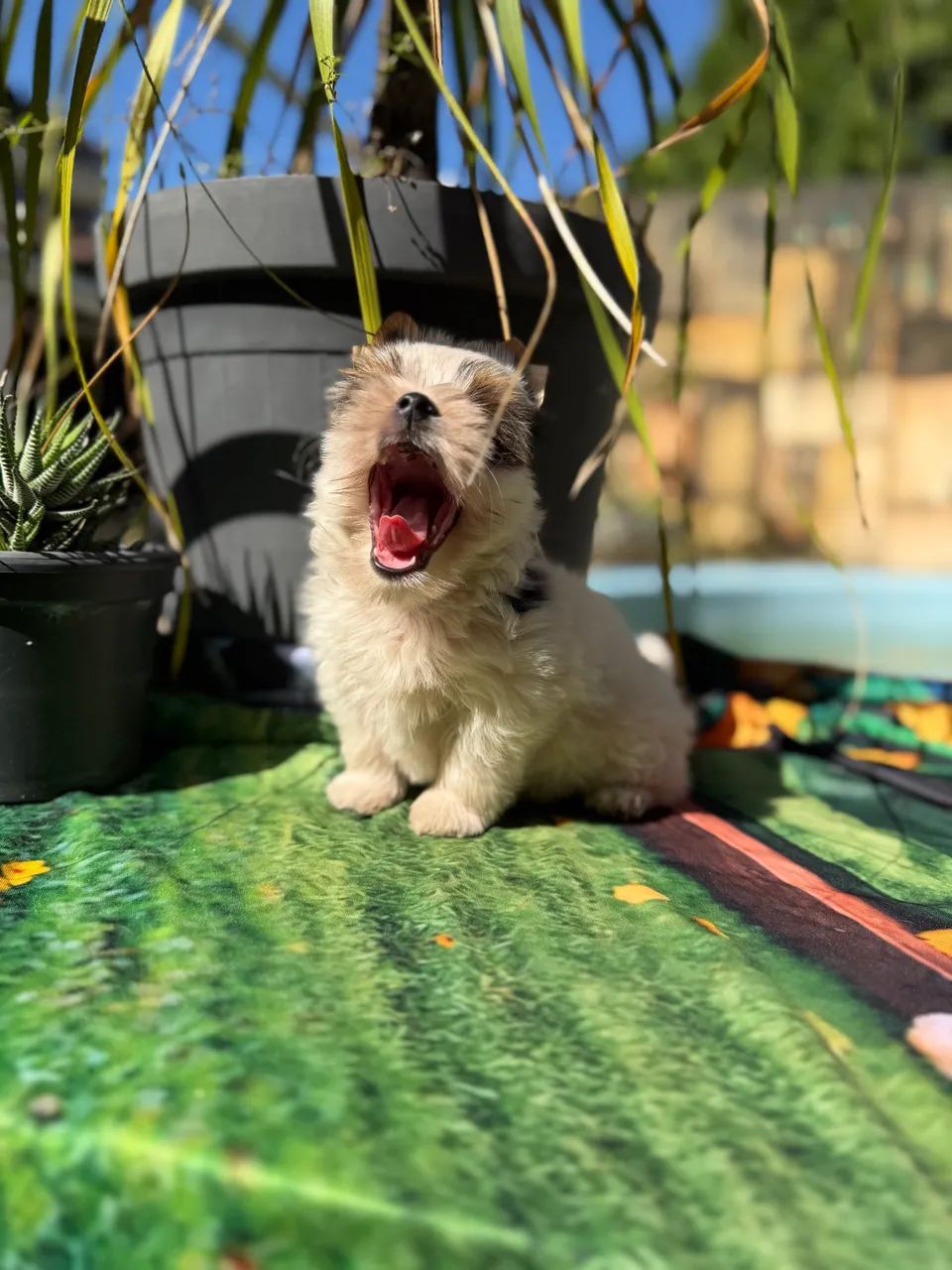 Biewer Terrier  Filhotes  - Foto 3