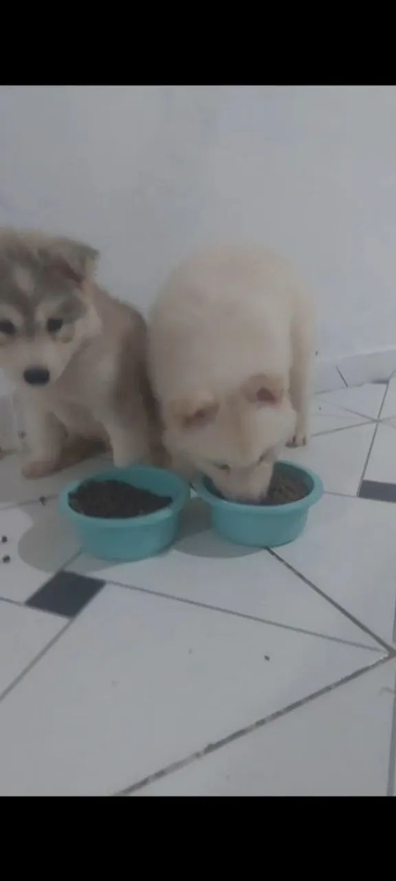 Promoção relâmpago casal de husk Siberiano 