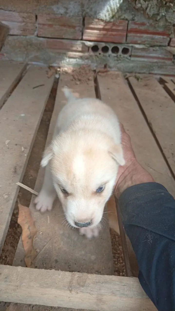 Venda de Cachorro de Raça  - Foto 2