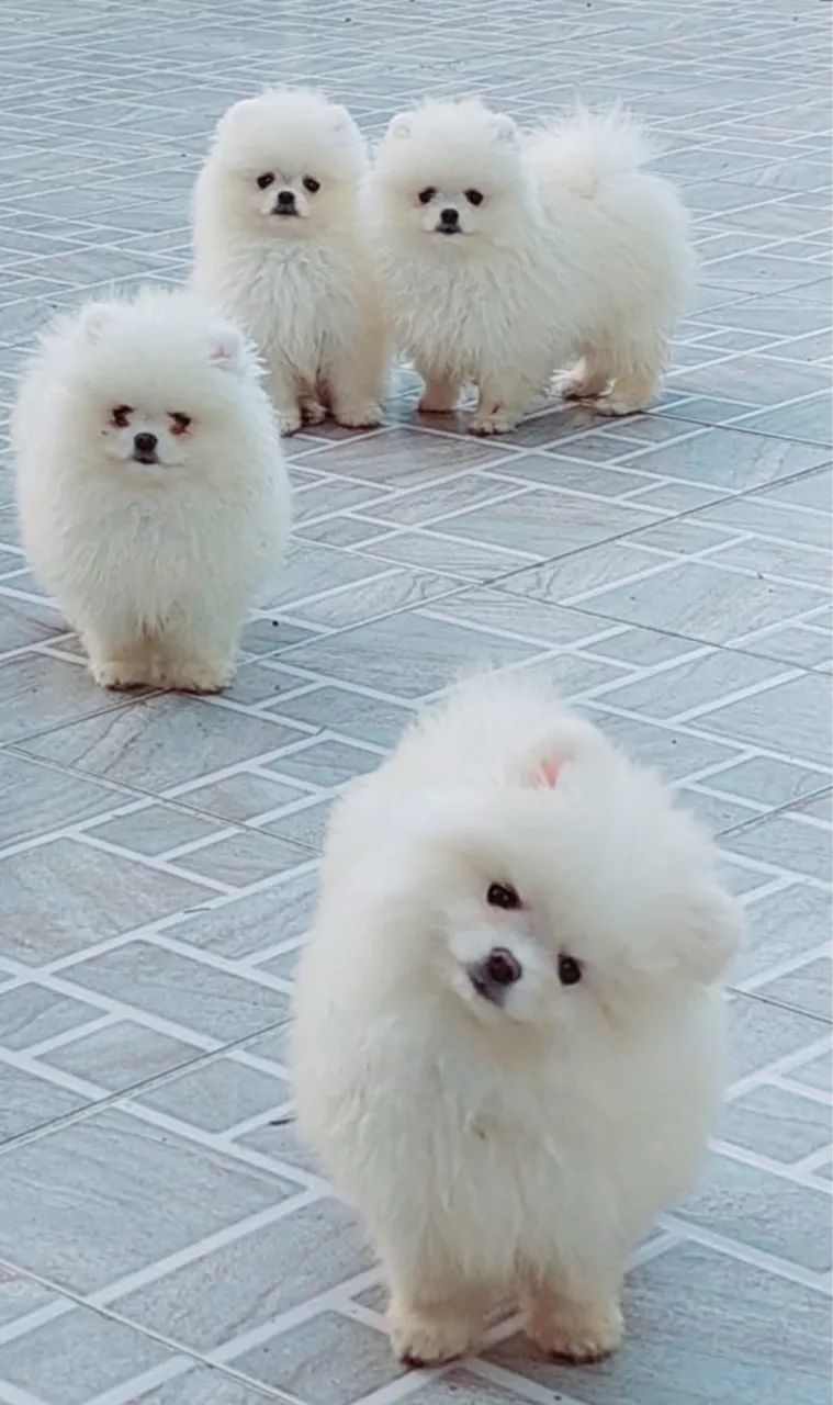 Lulu da Pomerania anões ursinhos  - Foto 4