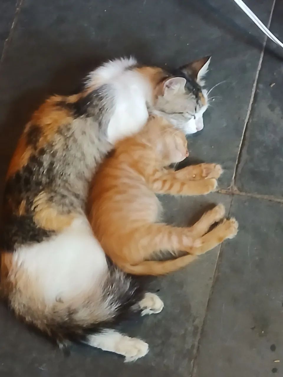 Gatinhos doação  - Foto 2