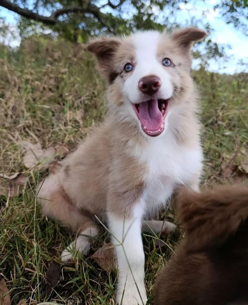Border Collie  - Foto 2