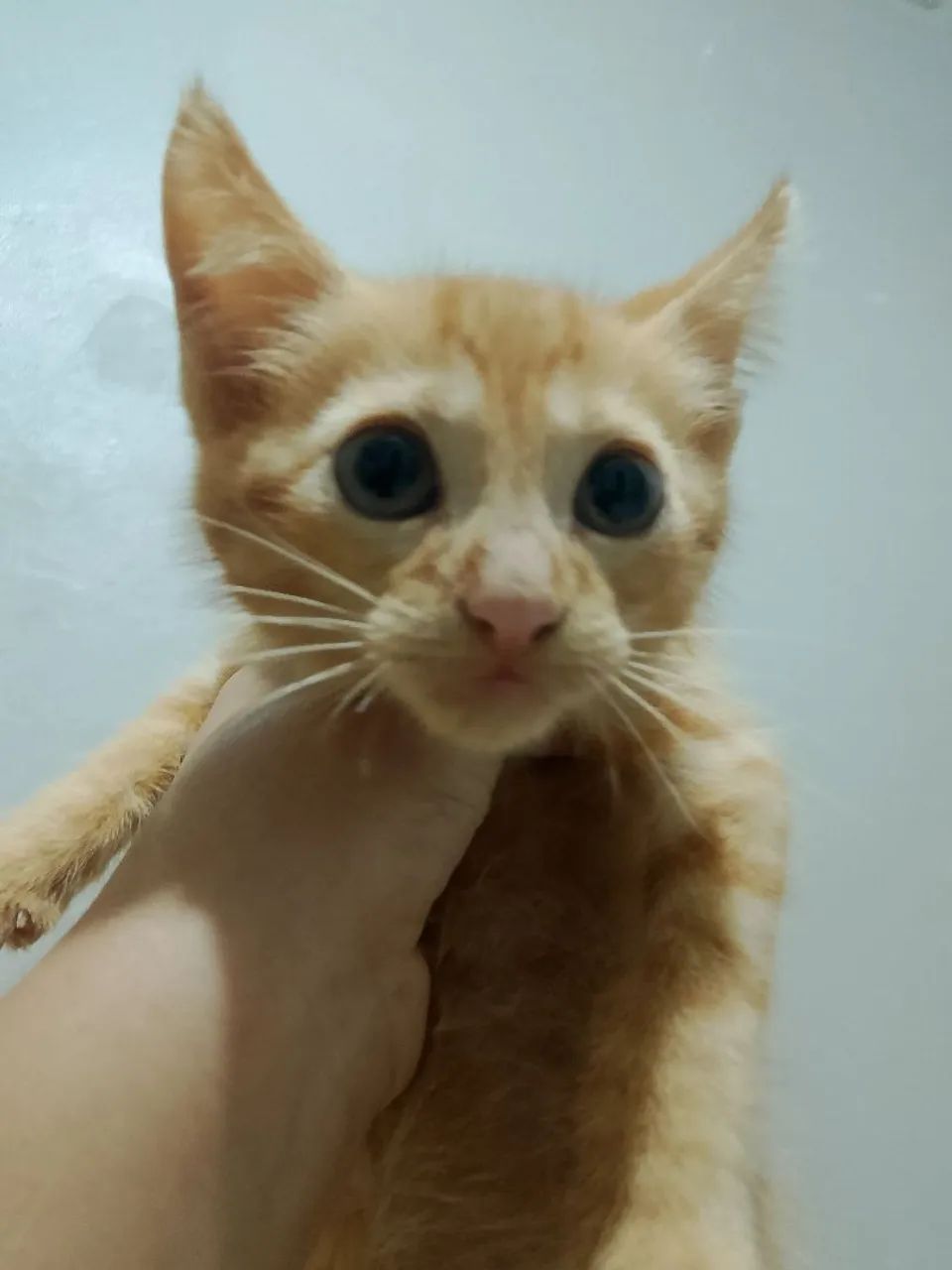 Doação responsável de um gatinho