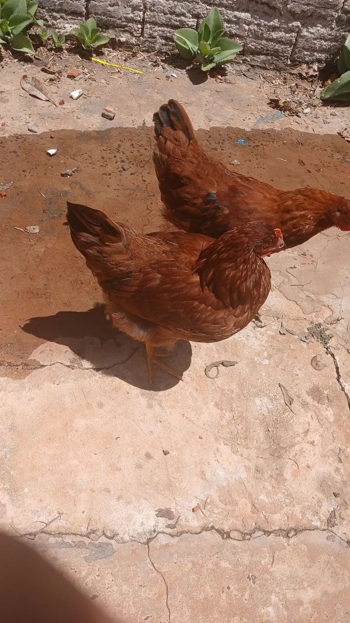 Galinha