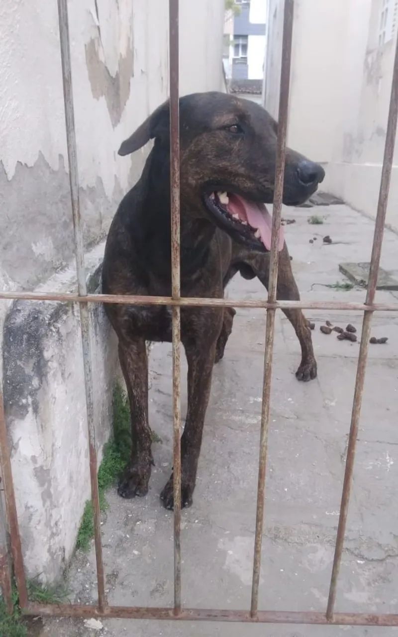Doação de Bandog  - Foto 6