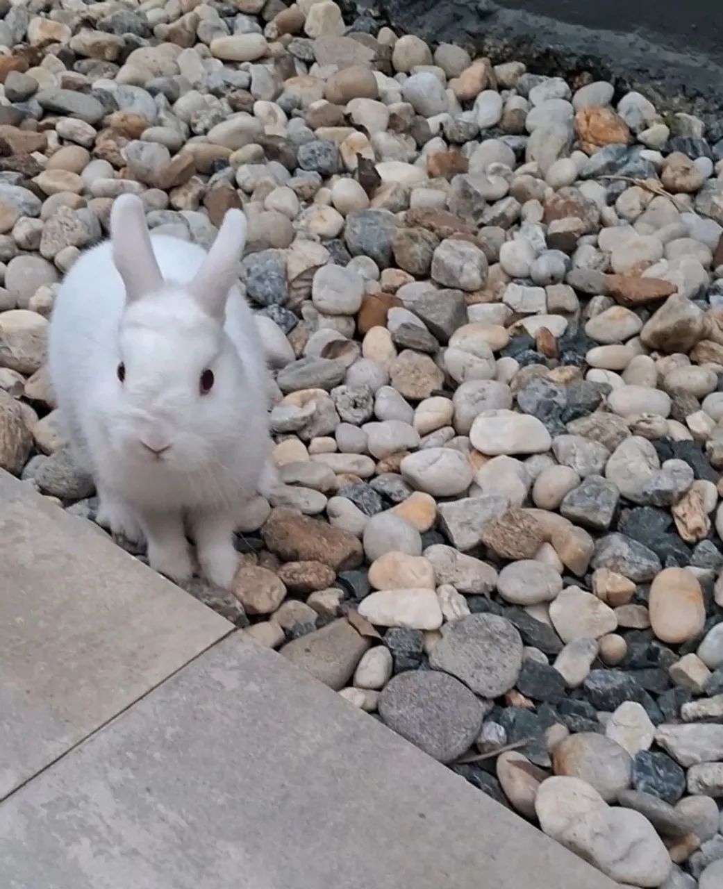 Mini coelho - Foto 5