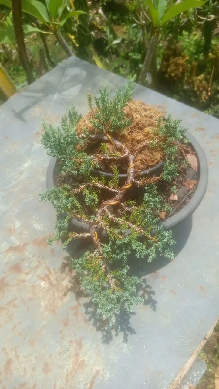Bonsai Juniperus procumbens  - Foto 3