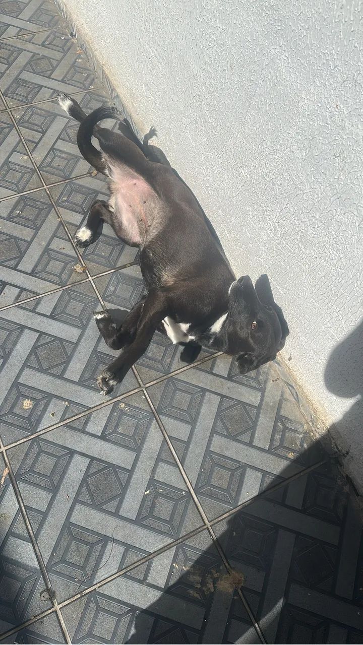 Doação de animais  - Foto 4