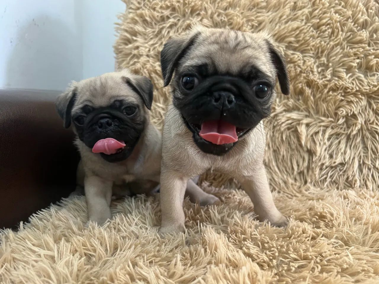 Cachorro pug