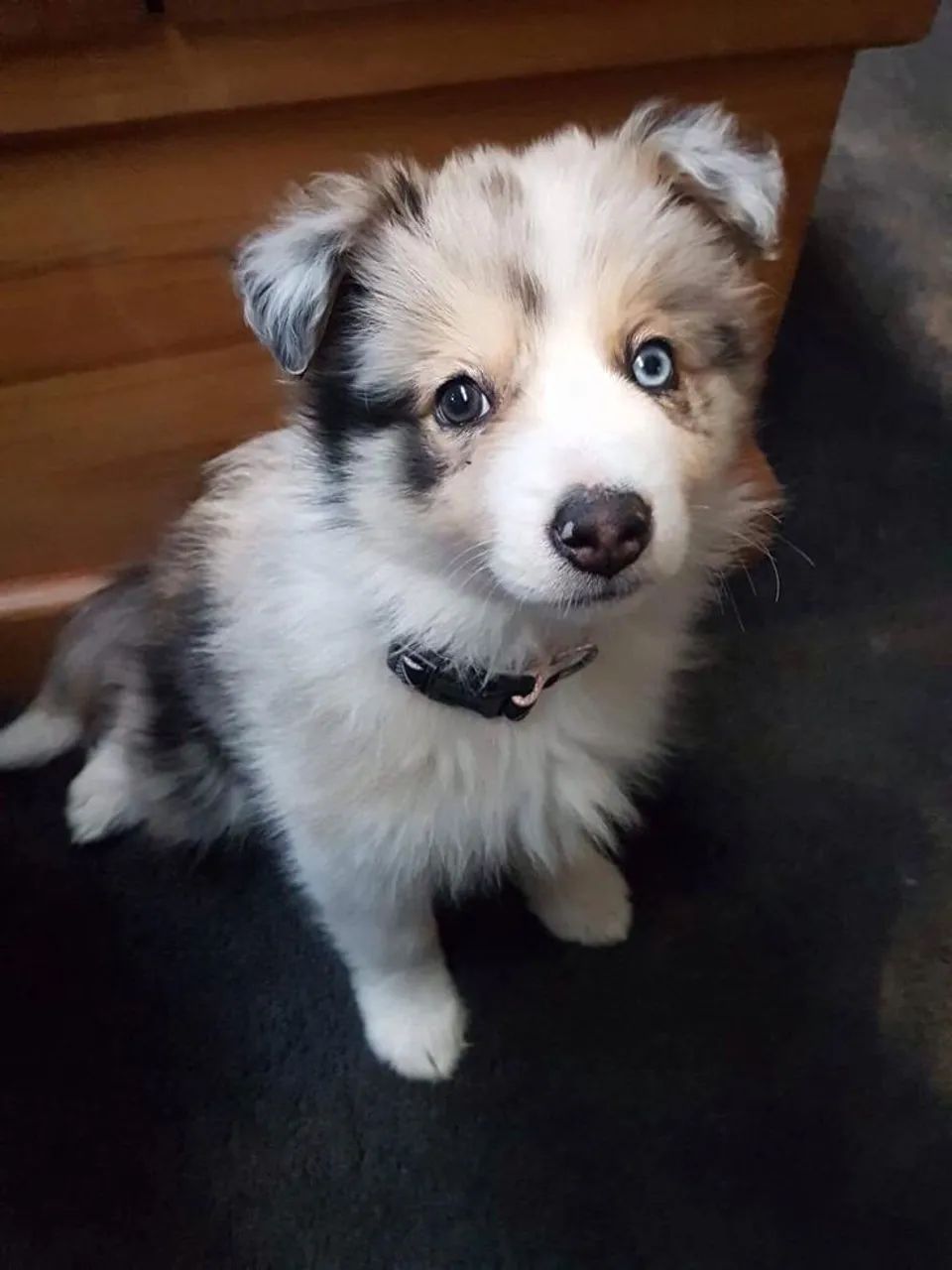 Border Collie filhote pra viver muito amor e diversão 