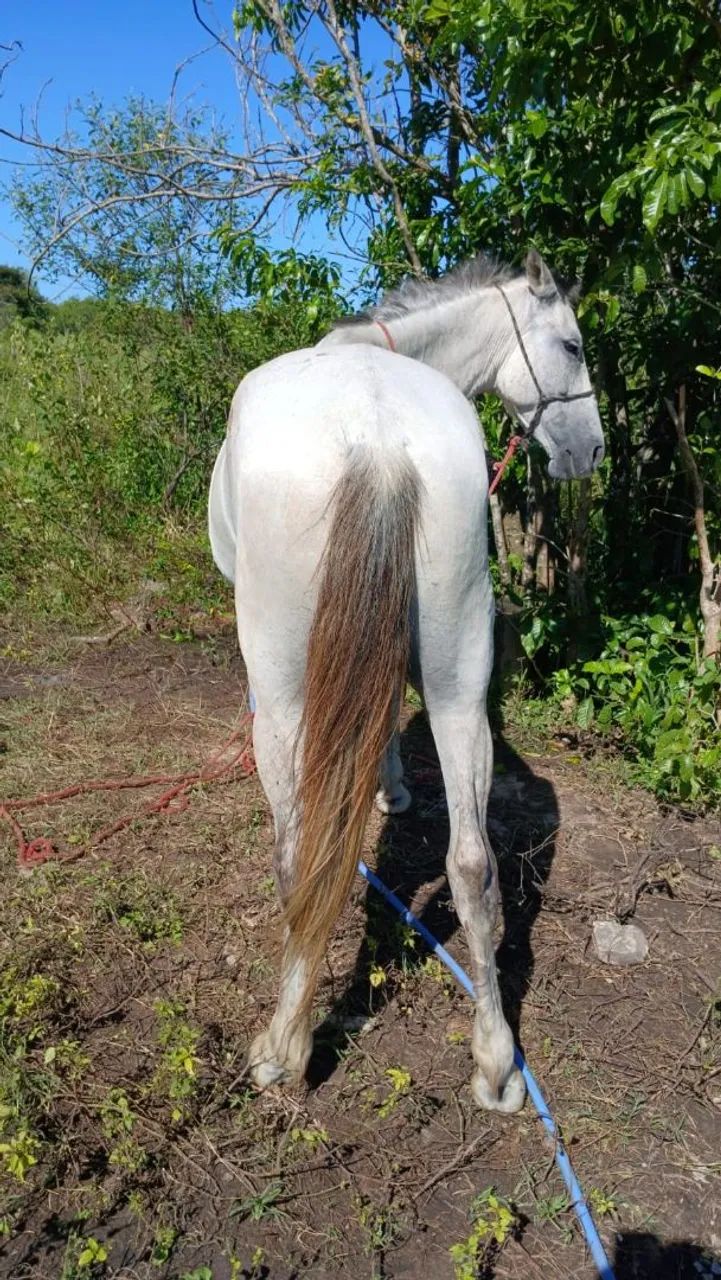 Vendo cavalo, ou troco por égua  - Foto 2