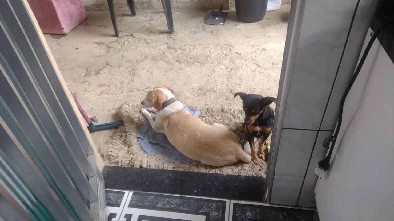 Doação Responsável  - Foto 2