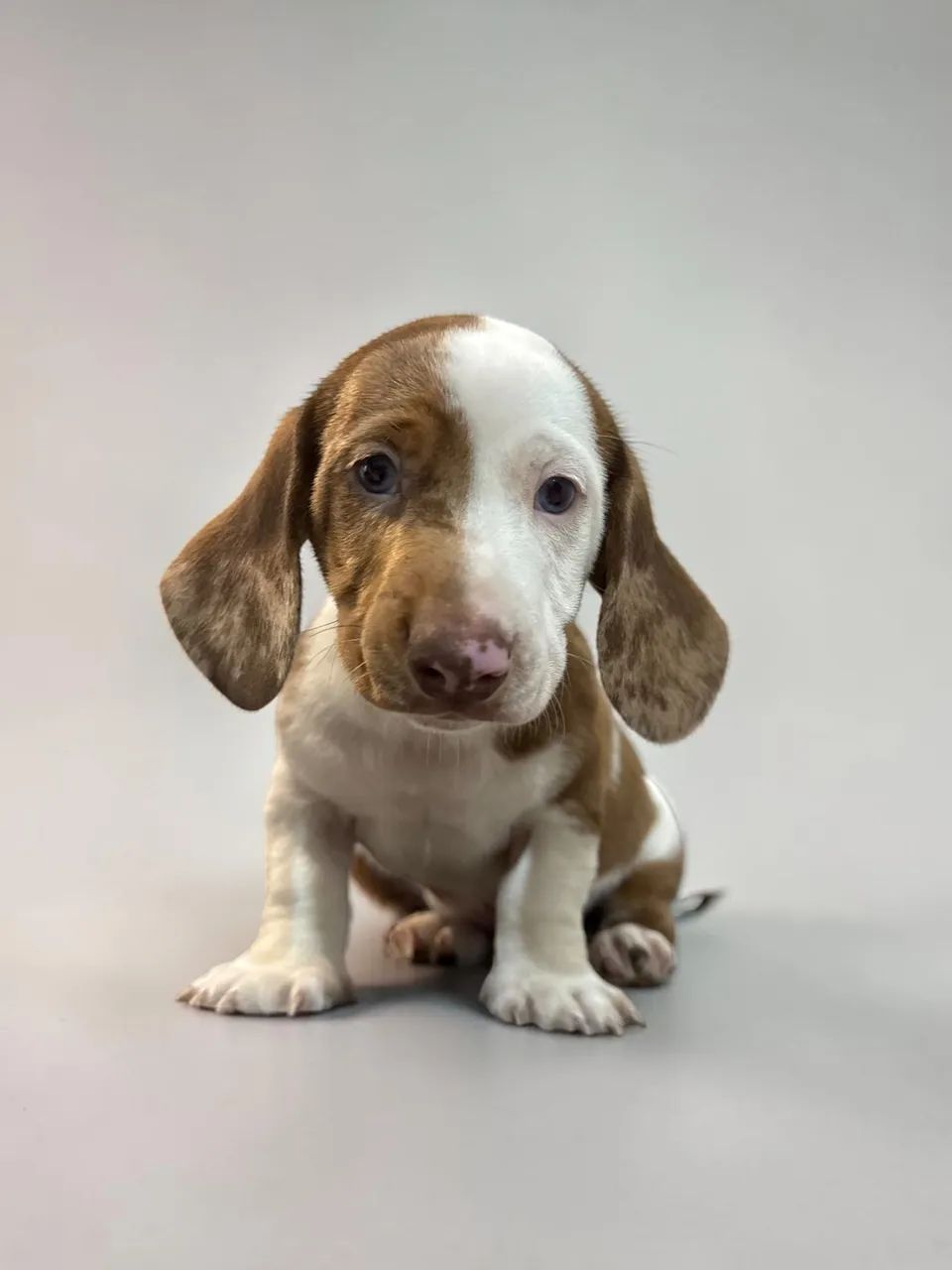 Daschund disponível  - Foto 3
