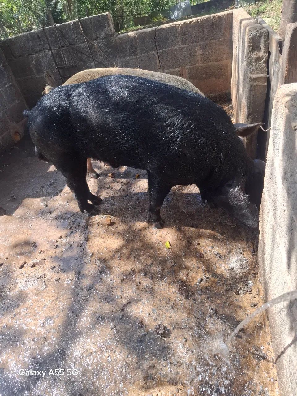 Porco Barão  - Foto 3
