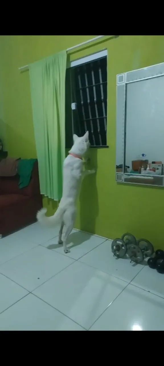 Animais - Foto 4