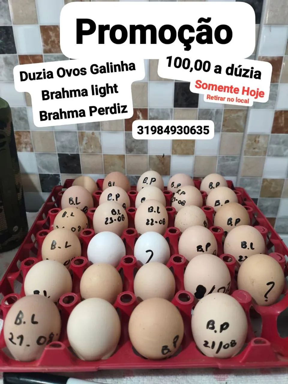 Ovos Brahma 