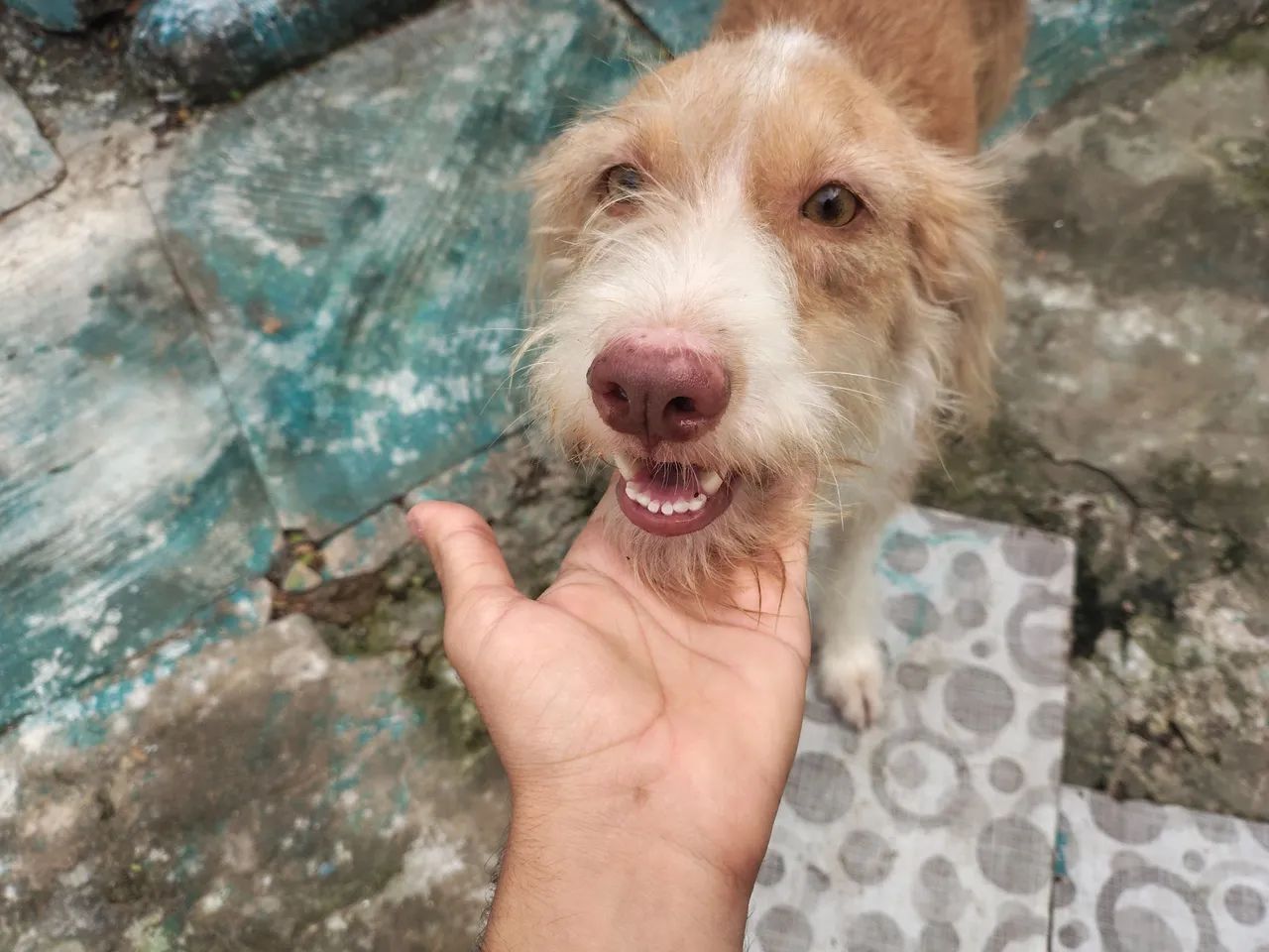 Doação de cachorra  - Foto 4